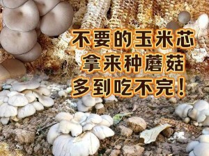 高效种植蘑菇：方法与技巧详解