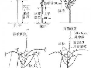 如何正确挖掘树木：步骤与技巧详解