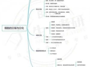 细胞分裂4：探索生命之奥秘与细胞分裂机制的新篇章