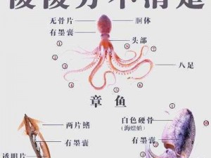 揭秘：深海鱿鱼的墨汁秘密：其存在、特点与功能探索