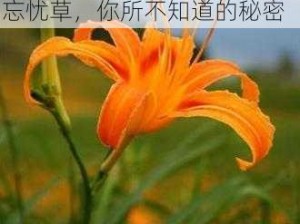 尤物AV无码色AV无码忘忧草;尤物 AV 无码色 AV 无码忘忧草，你所不知道的秘密