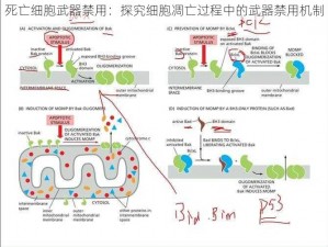 死亡细胞武器禁用：探究细胞凋亡过程中的武器禁用机制