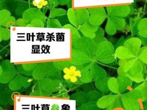 欢乐球吃球中的三叶草揭秘：获取三叶草泡泡攻略与玩法介绍