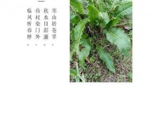 羊蹄子菜：神奇功效探索与解析，传统草药的新启示