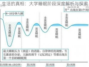 生活的真相：大学睡眠阶段深度解析与探索