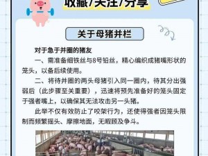 养猪流打法破解策略：洞悉弱点，精准出击，掌控全局