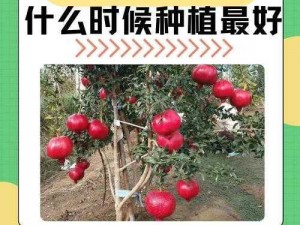 帕夏时代石榴丰收秘法：古法种植与收获的实践指南