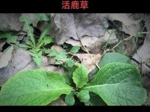 鹿活草的奇迹：自然之力下的生命再生之旅鹿活草生态揭秘：生命力重塑的奥秘探索之旅