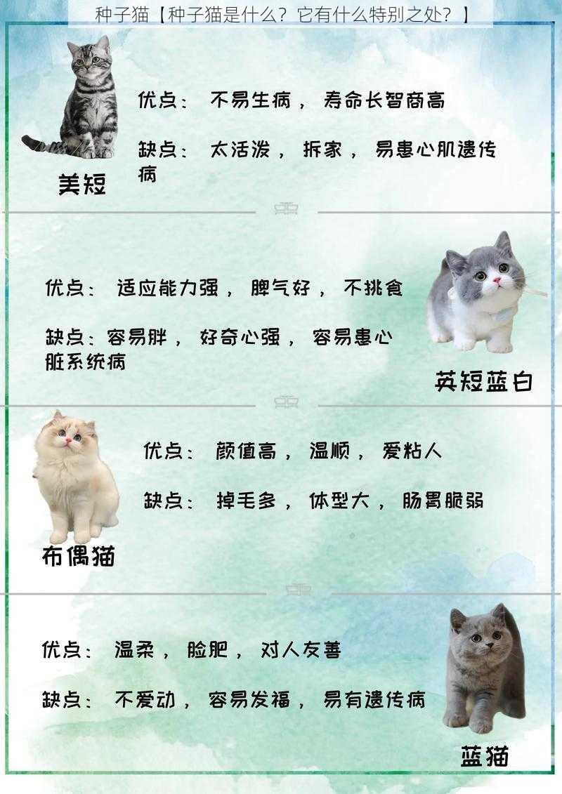 种子猫【种子猫是什么？它有什么特别之处？】