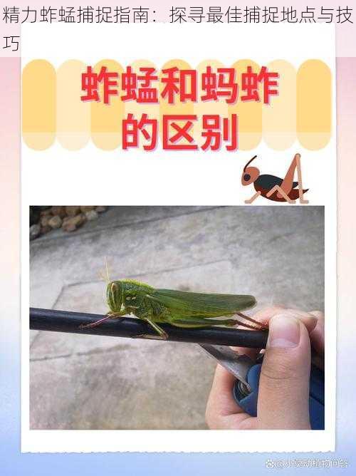 精力蚱蜢捕捉指南：探寻最佳捕捉地点与技巧