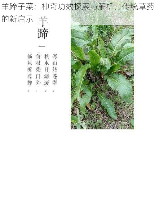 羊蹄子菜：神奇功效探索与解析，传统草药的新启示