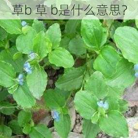 草b 草 b是什么意思？