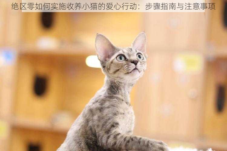 绝区零如何实施收养小猫的爱心行动：步骤指南与注意事项