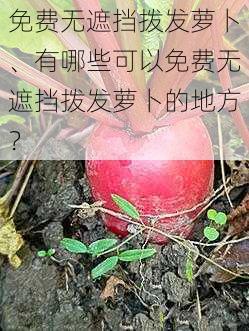 免费无遮挡拨发萝卜、有哪些可以免费无遮挡拨发萝卜的地方？