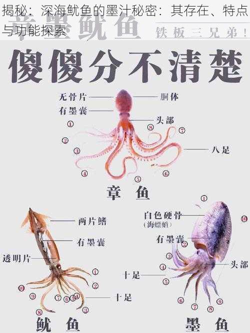 揭秘：深海鱿鱼的墨汁秘密：其存在、特点与功能探索