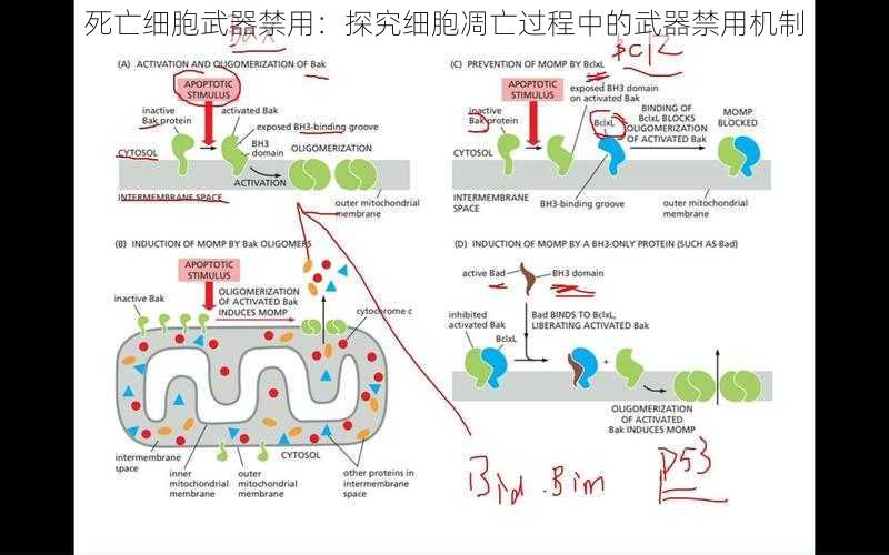 死亡细胞武器禁用：探究细胞凋亡过程中的武器禁用机制