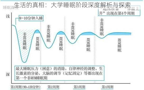 生活的真相：大学睡眠阶段深度解析与探索