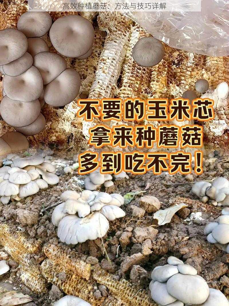 高效种植蘑菇：方法与技巧详解